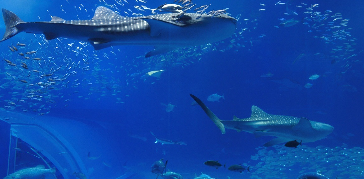 3_Lessons_Salespeople_Can_Learn_from_Shark_Tank_Investors
