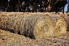 Looking for a sales representative is like looking for a needle in a haystack