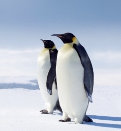Penguins